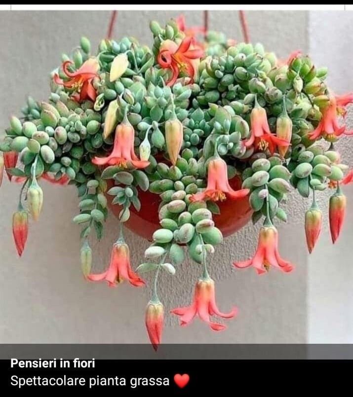 Cotyledon pendens flower