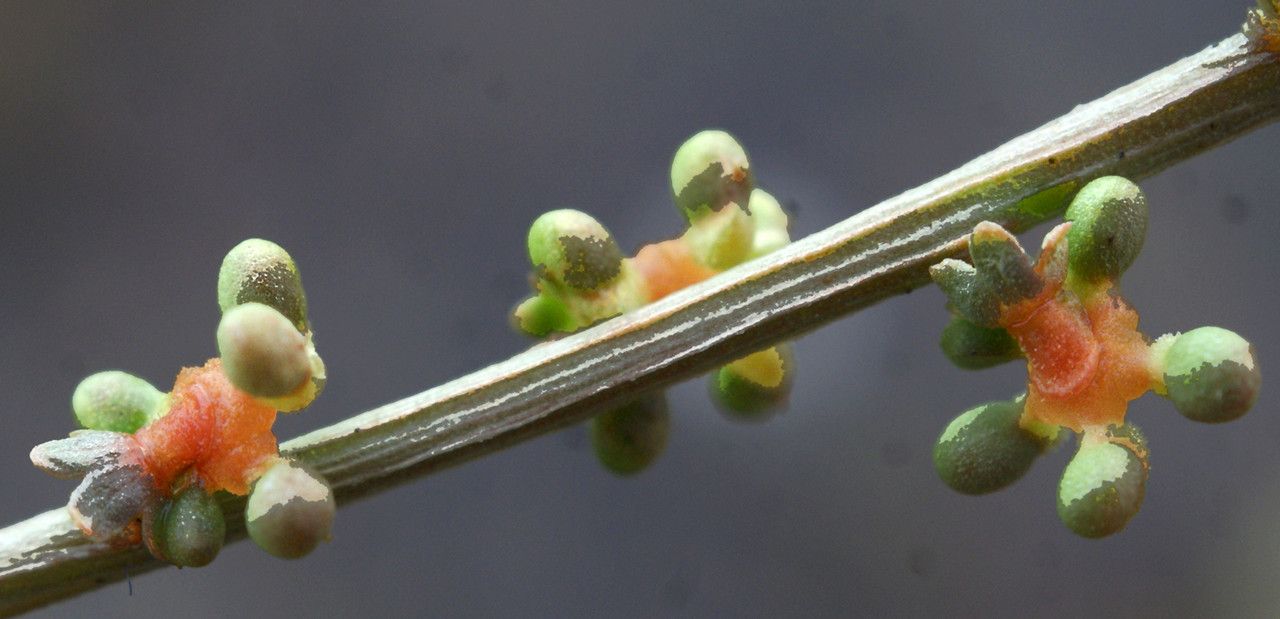 Sesamoides purpurascens fruit