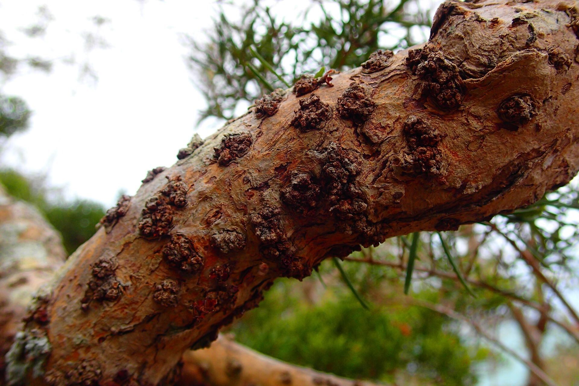 Eugenia ericoides bark