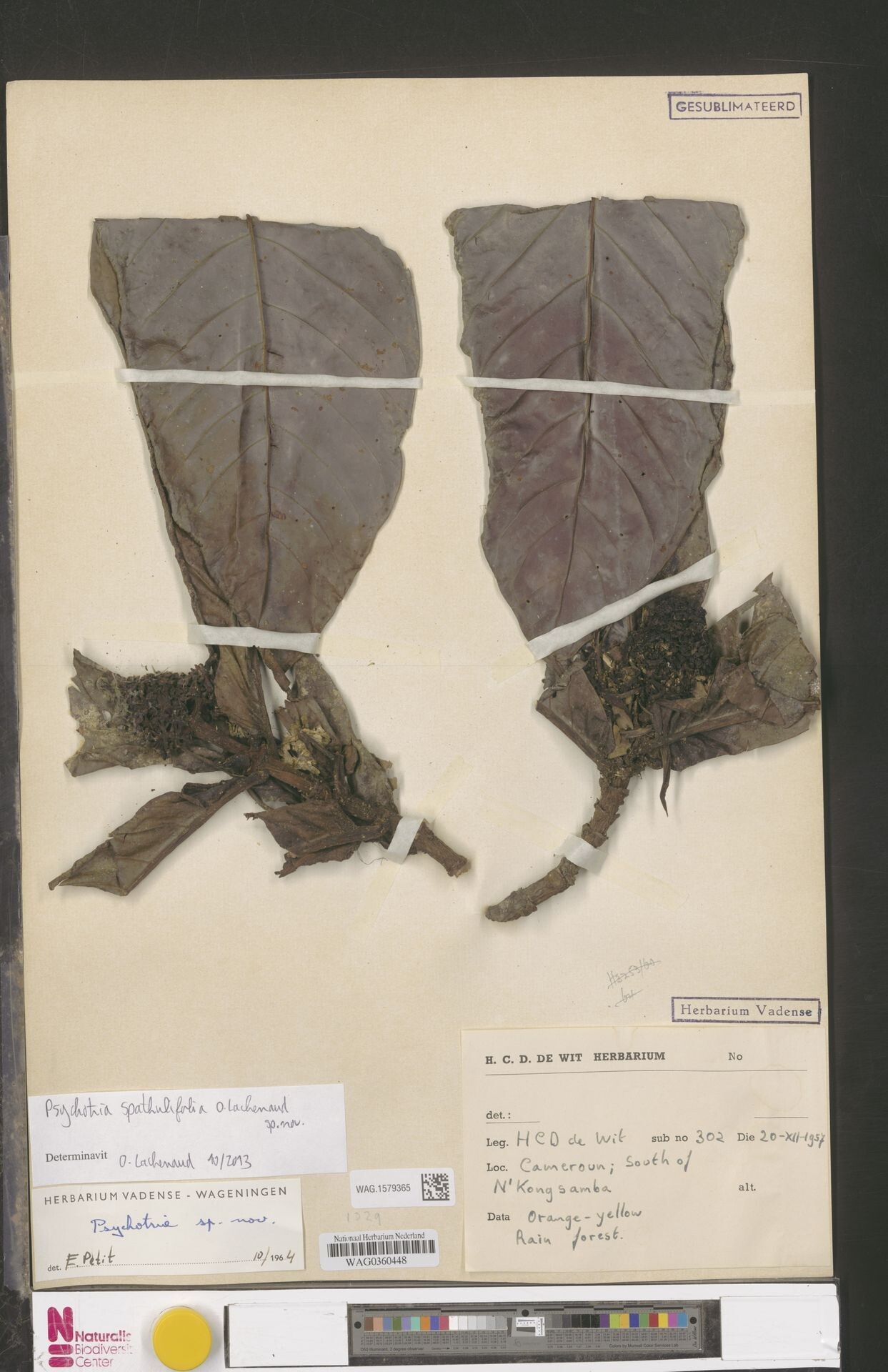 Psychotria spathulifolia — houseplant care guide