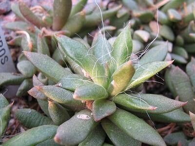 Anacampseros lanceolata — search result for 'Anacampseros'