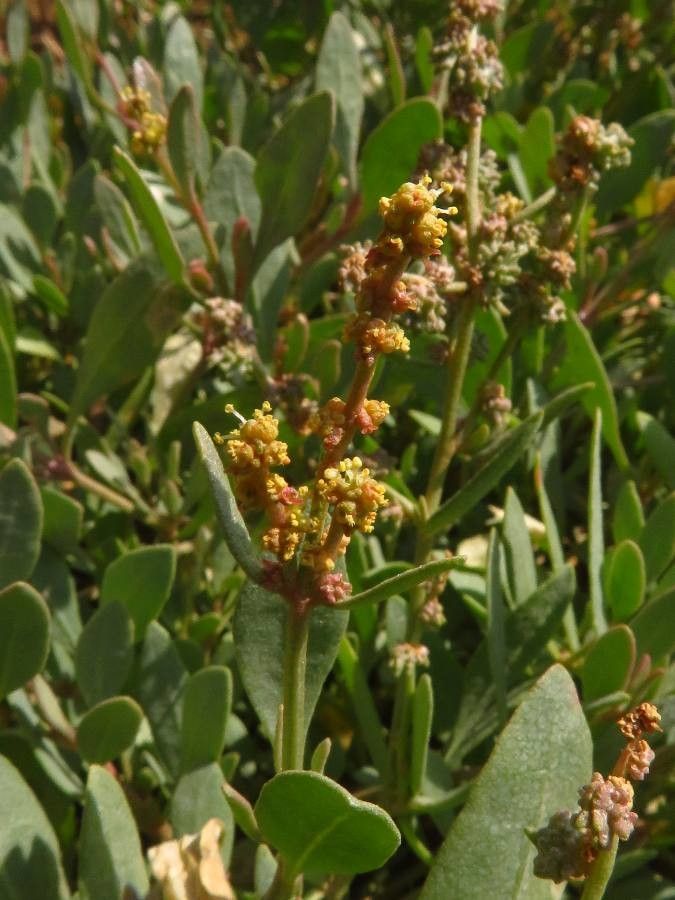 Halimione portulacoides flower