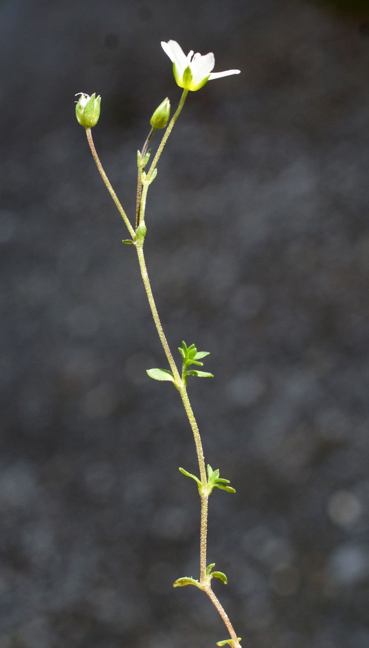 Minuartia rostrata bark
