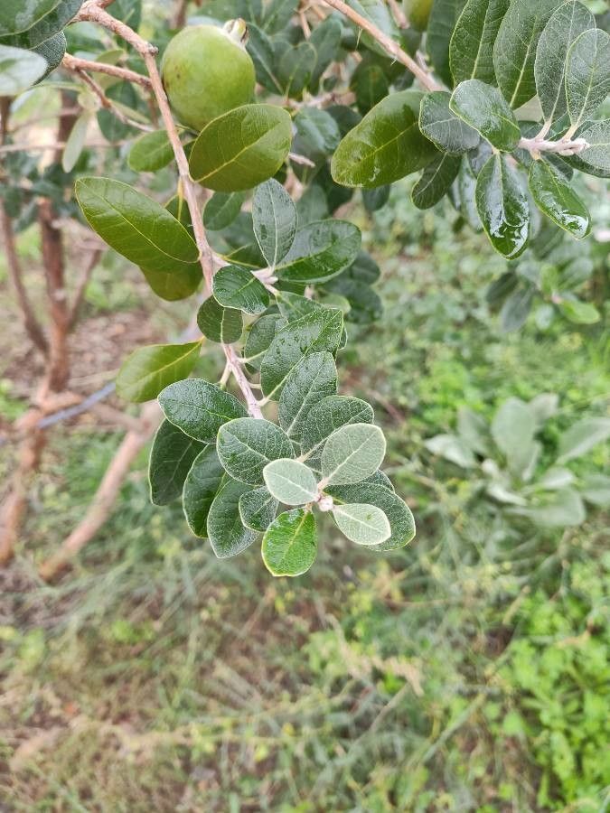 Feijoa sellowiana