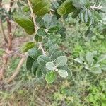 Feijoa sellowiana