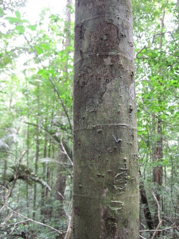 Cassipourea guianensis habit