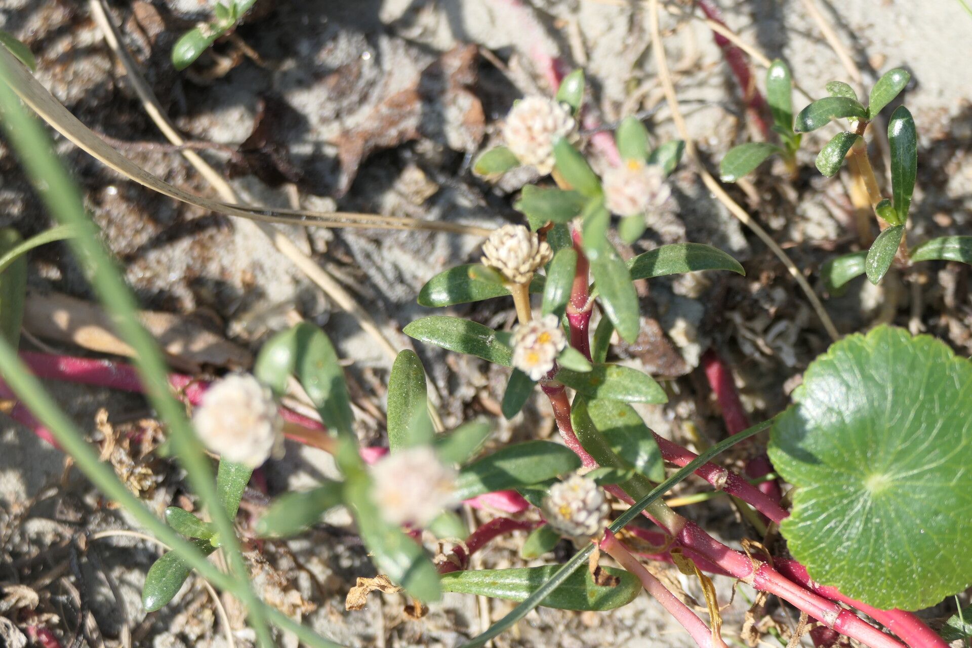 Blutaparon portulacoides flower