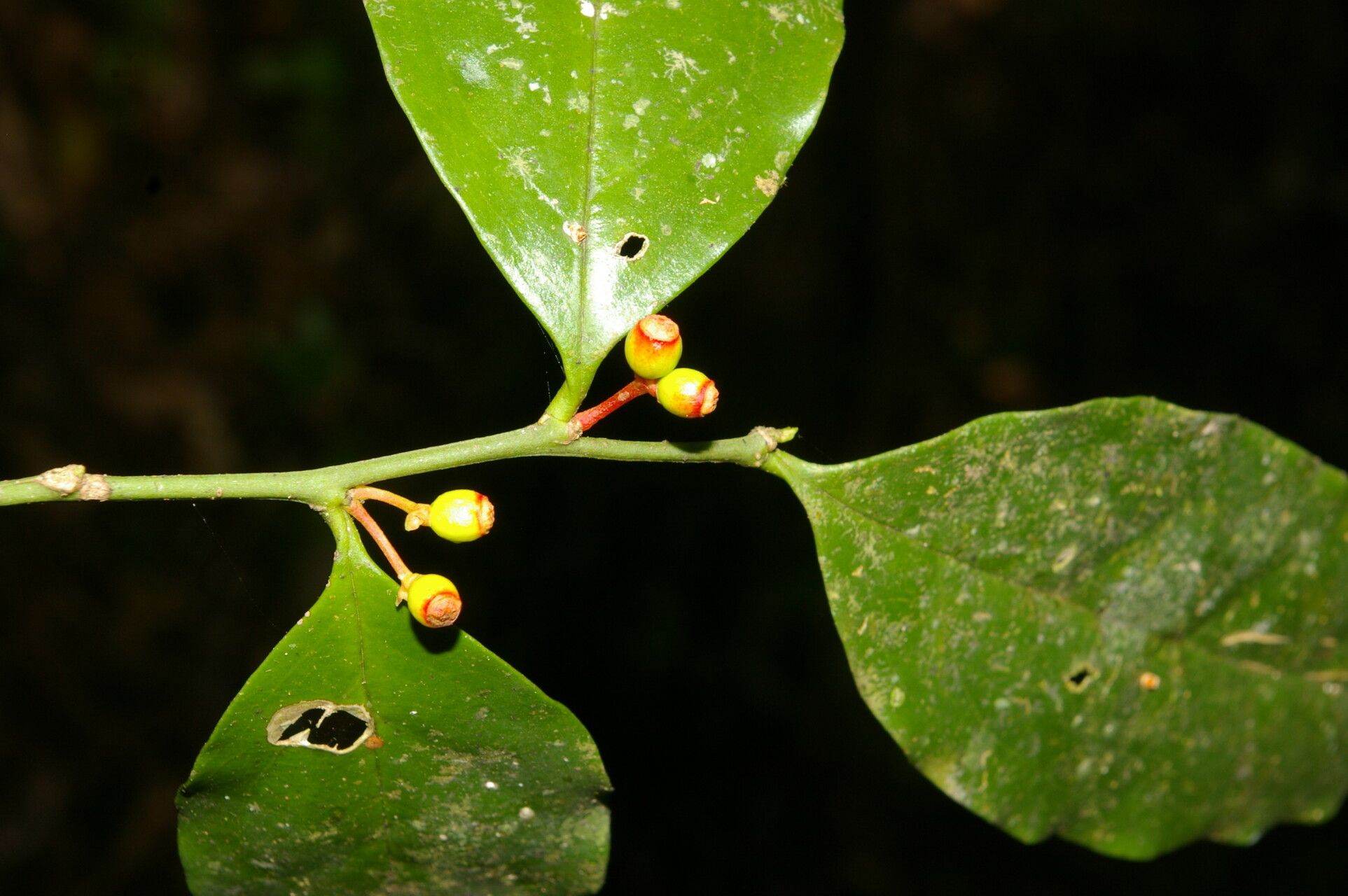 Schoepfia macrophylla flower