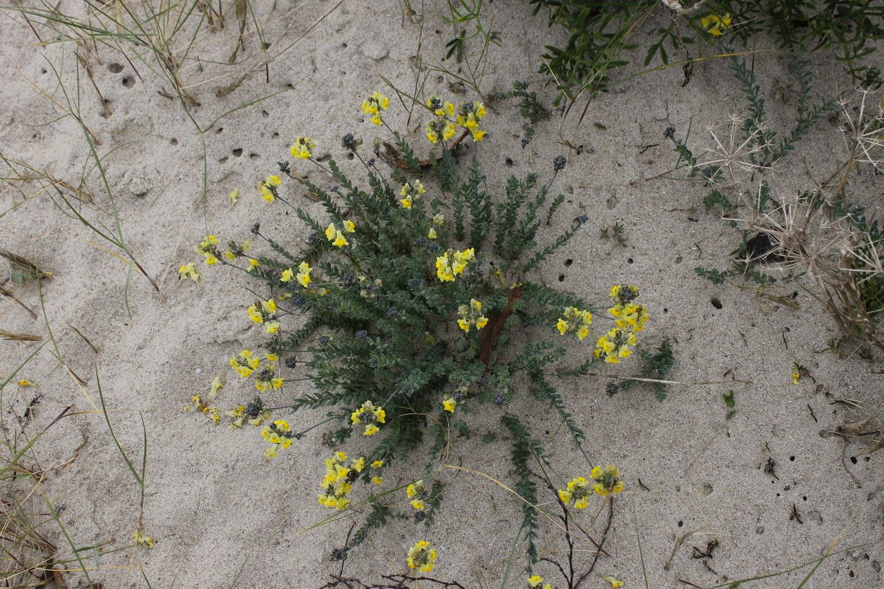 Linaria polygalifolia habit
