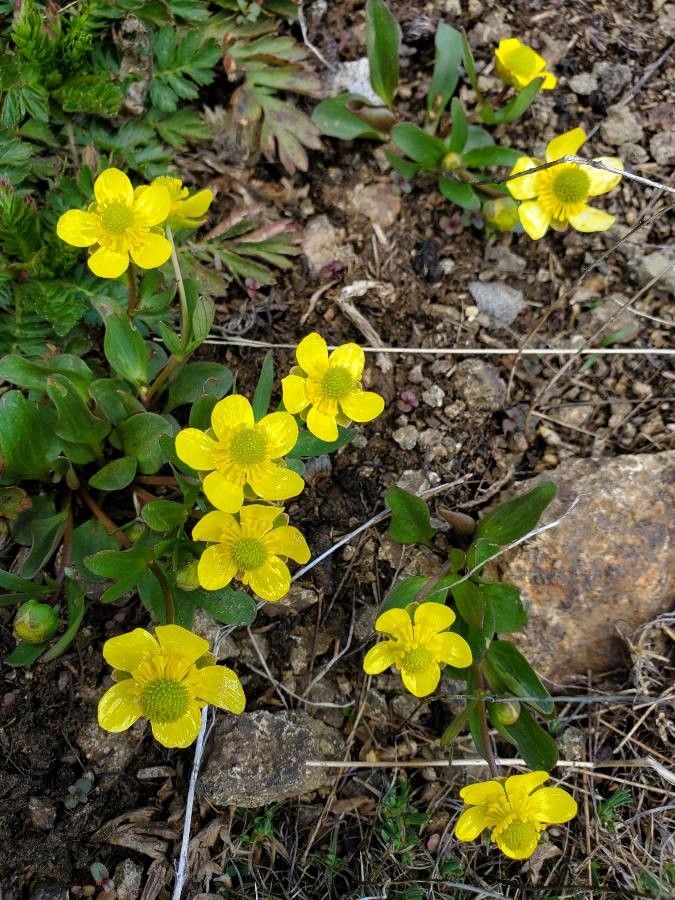 Ranunculus glaberrimus flower