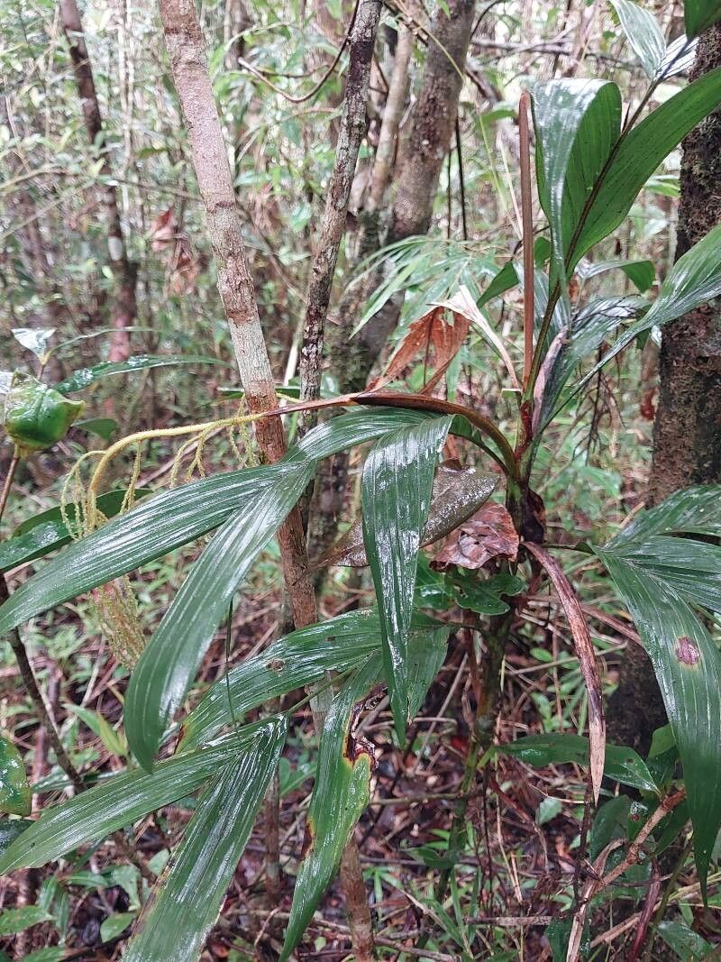 Dypsis hildebrandtii habit