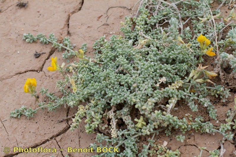 Lotus arinagensis habit