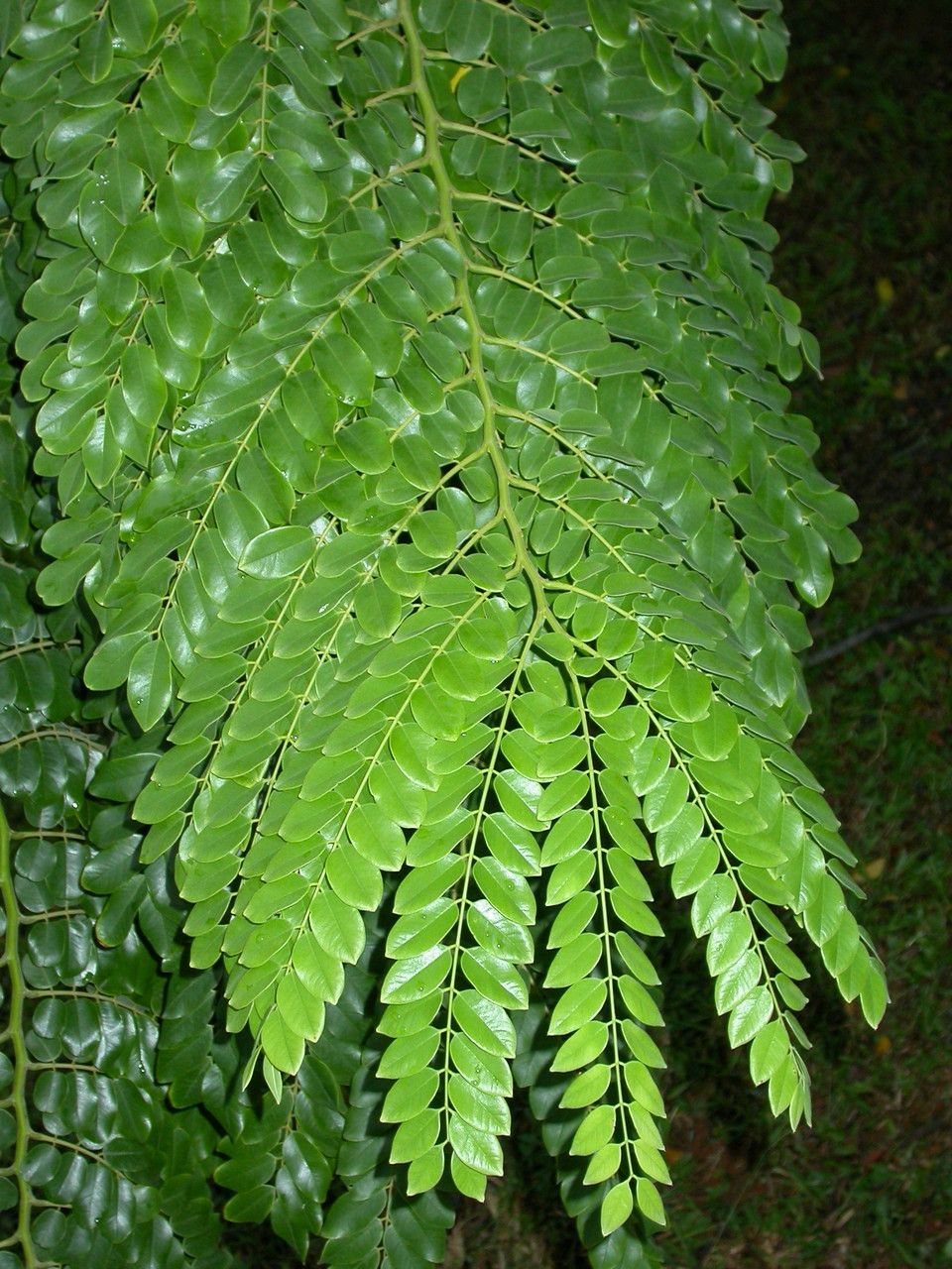 Cassia javanica — search result for 'Senna'