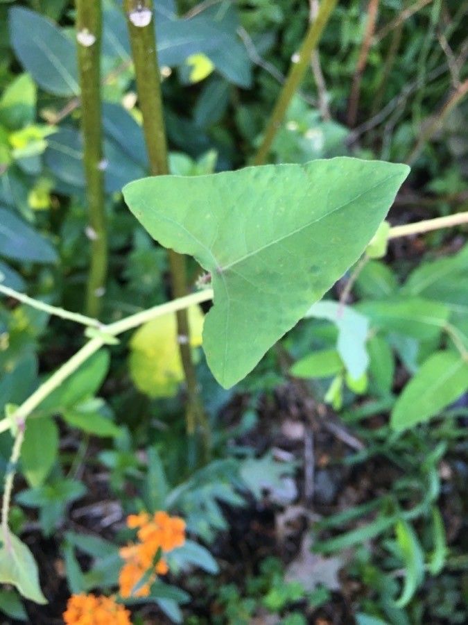 Persicaria perfoliata — search result for 'Persicaria'