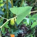 Persicaria perfoliata
