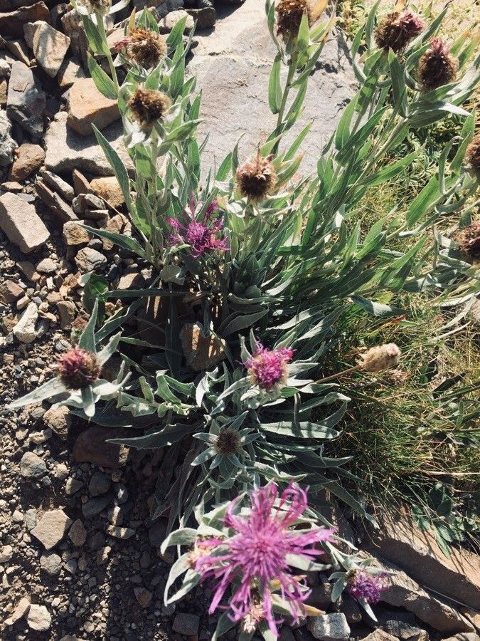 Cirsium douglasii habit
