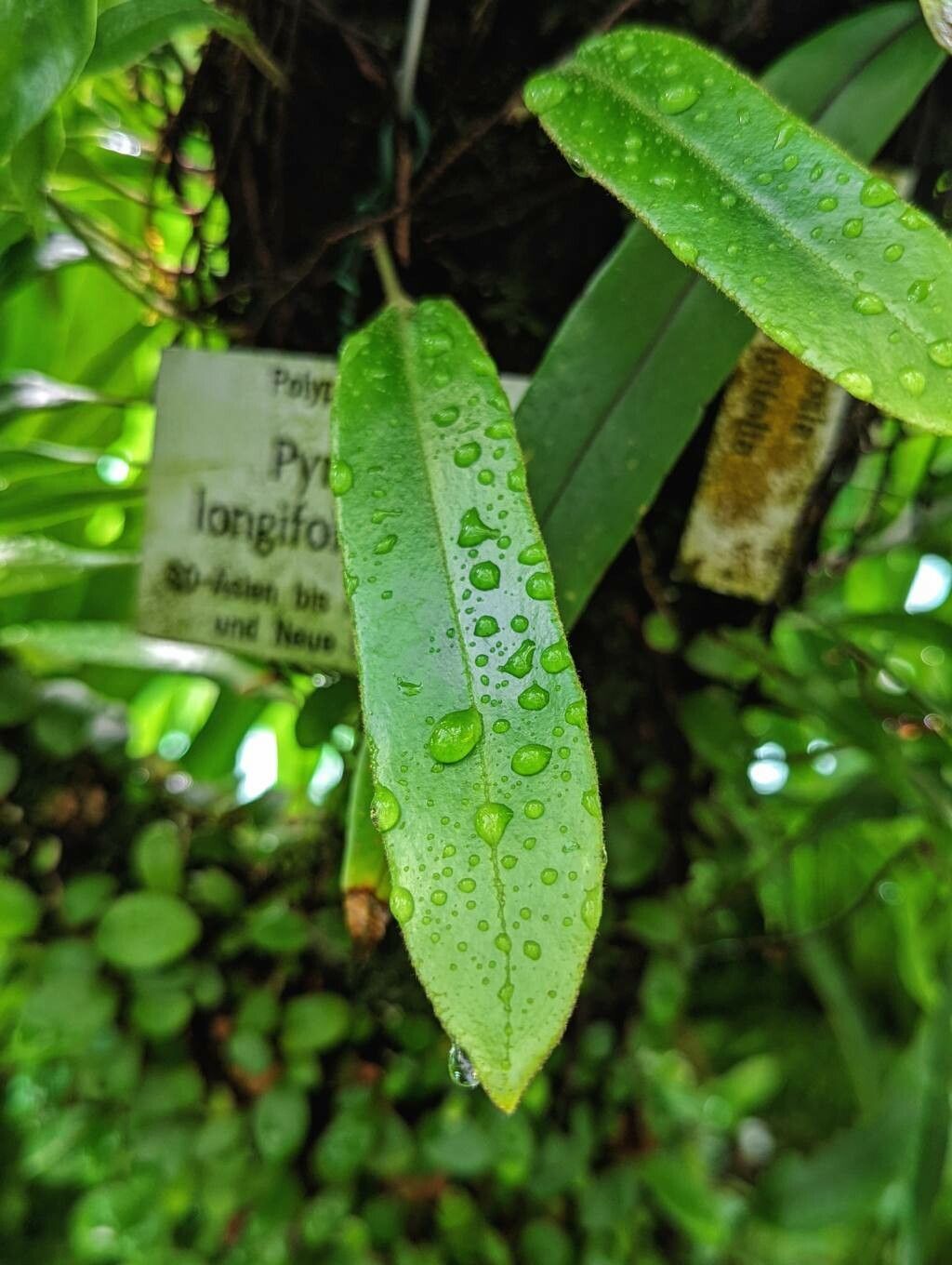 Pyrrosia longifolia — pet friendly houseplant