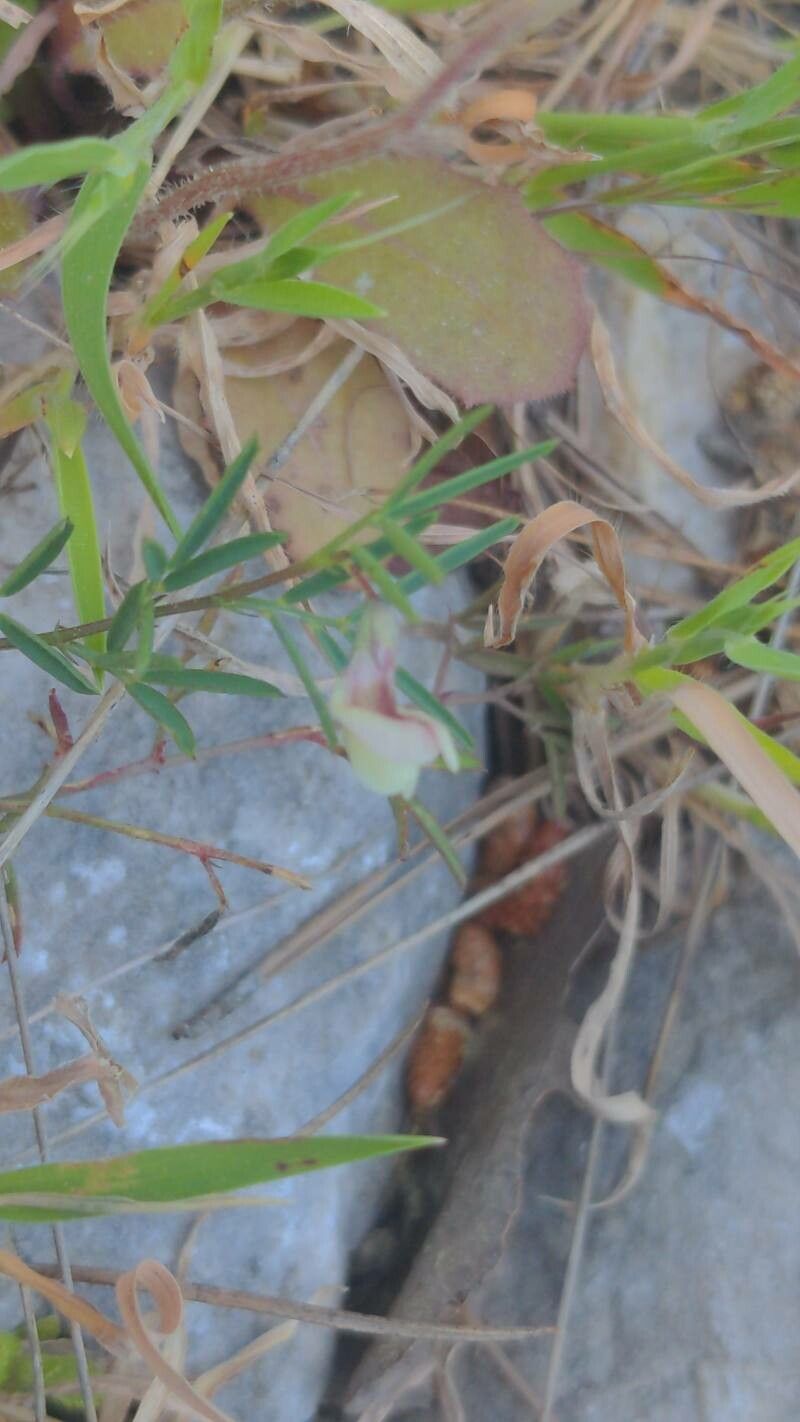 Lathyrus saxatilis flower