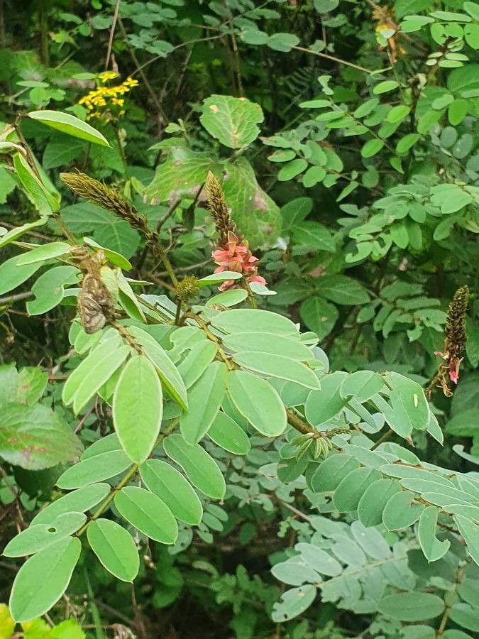Indigofera swaziensis habit