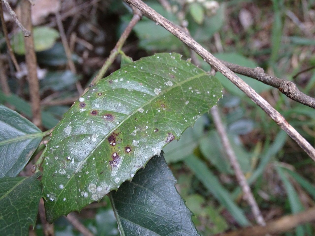 Rawsonia lucida leaf