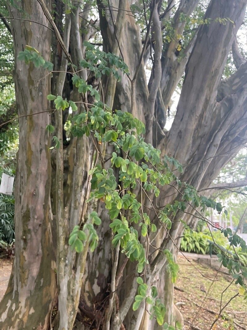 Caesalpinia punctata — search result for 'Caesalpinia'