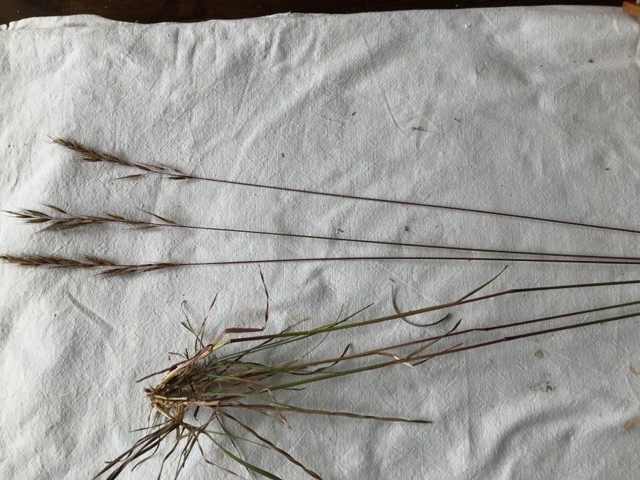 Helictochloa marginata flower