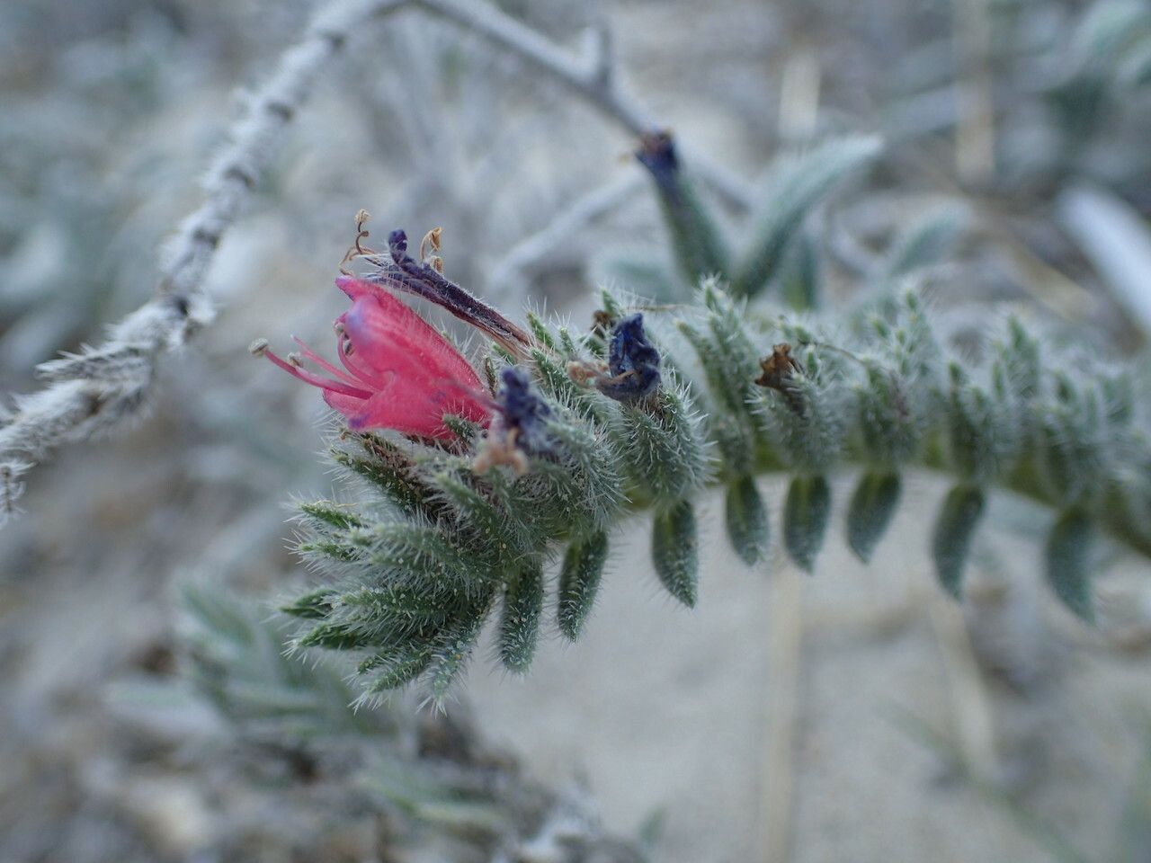 Echium angustifolium flower