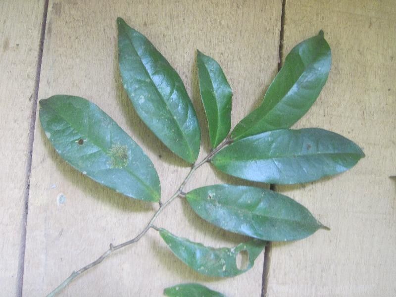 Tapura guianensis — houseplant care guide