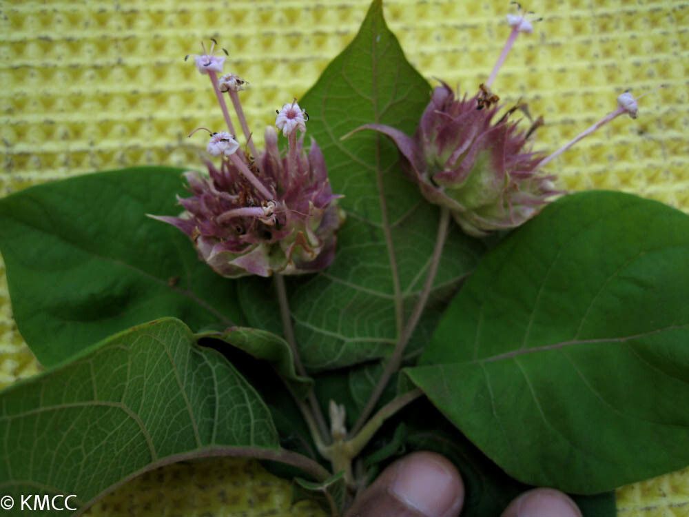 Clerodendrum involucratum — houseplant care guide