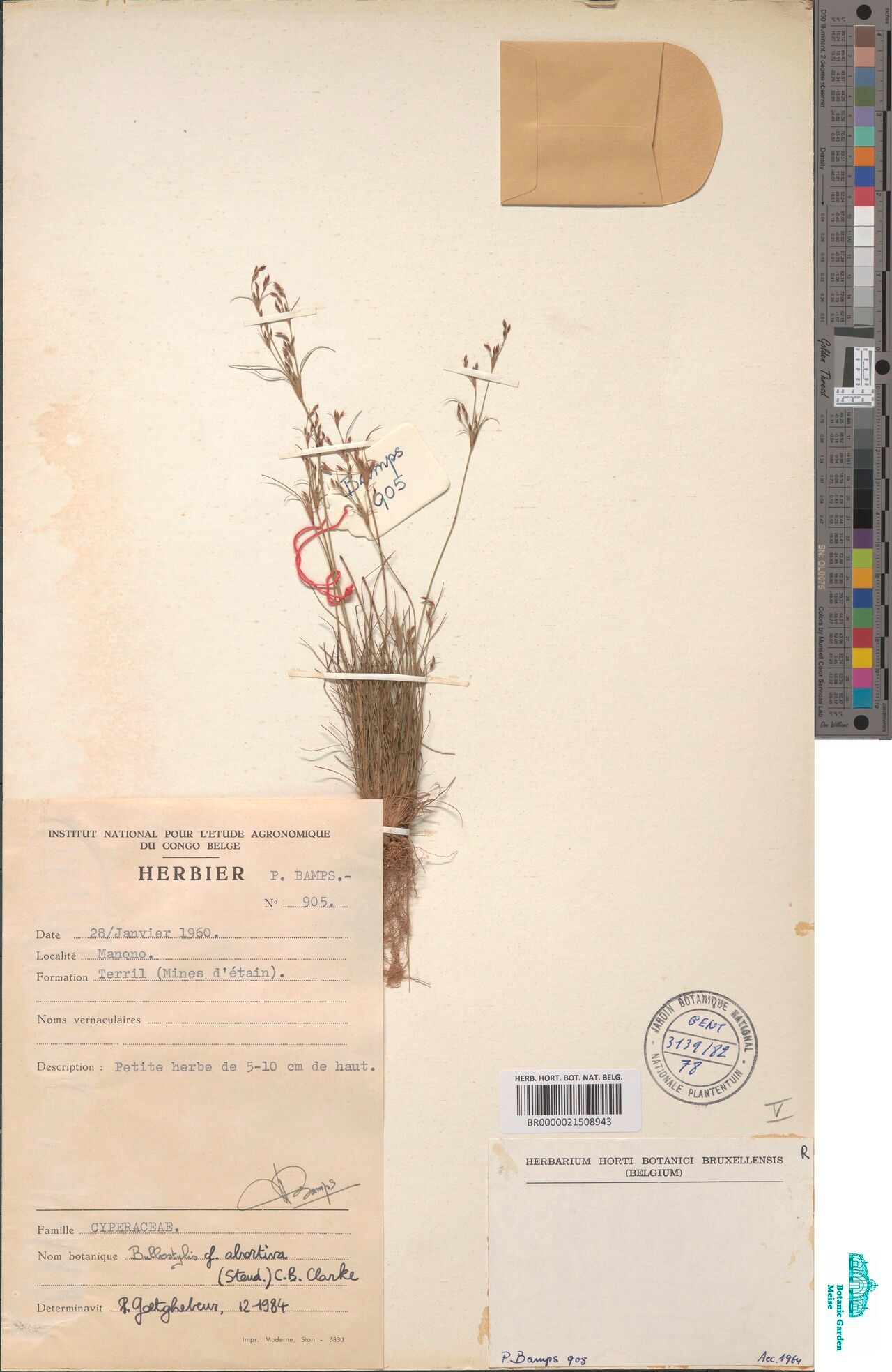 Bulbostylis abortiva — related species from the same genus