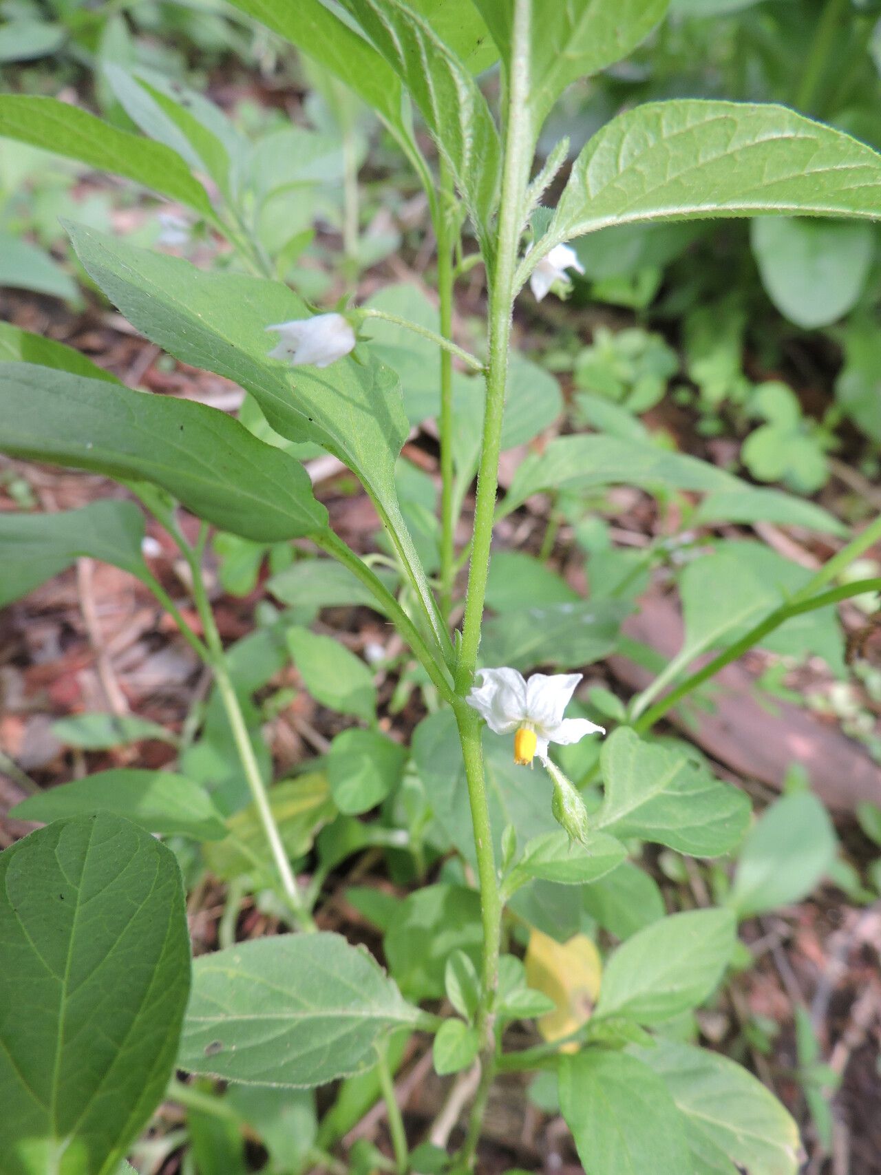 Solanum olympicum flower
