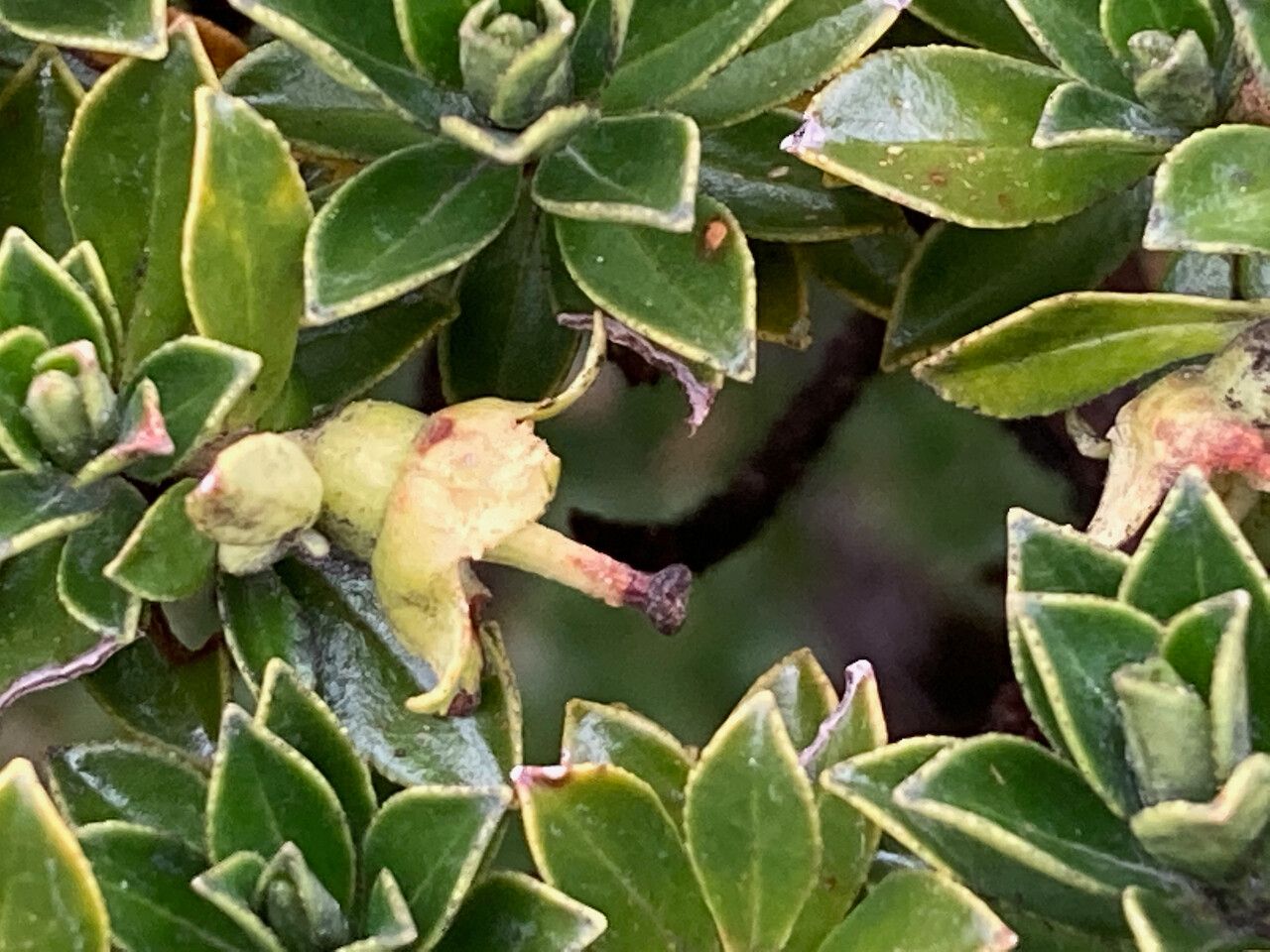 Escallonia myrtilloides flower