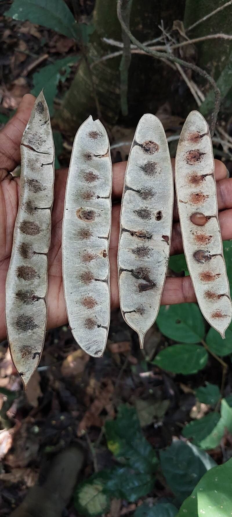 Albizia adianthifolia fruit