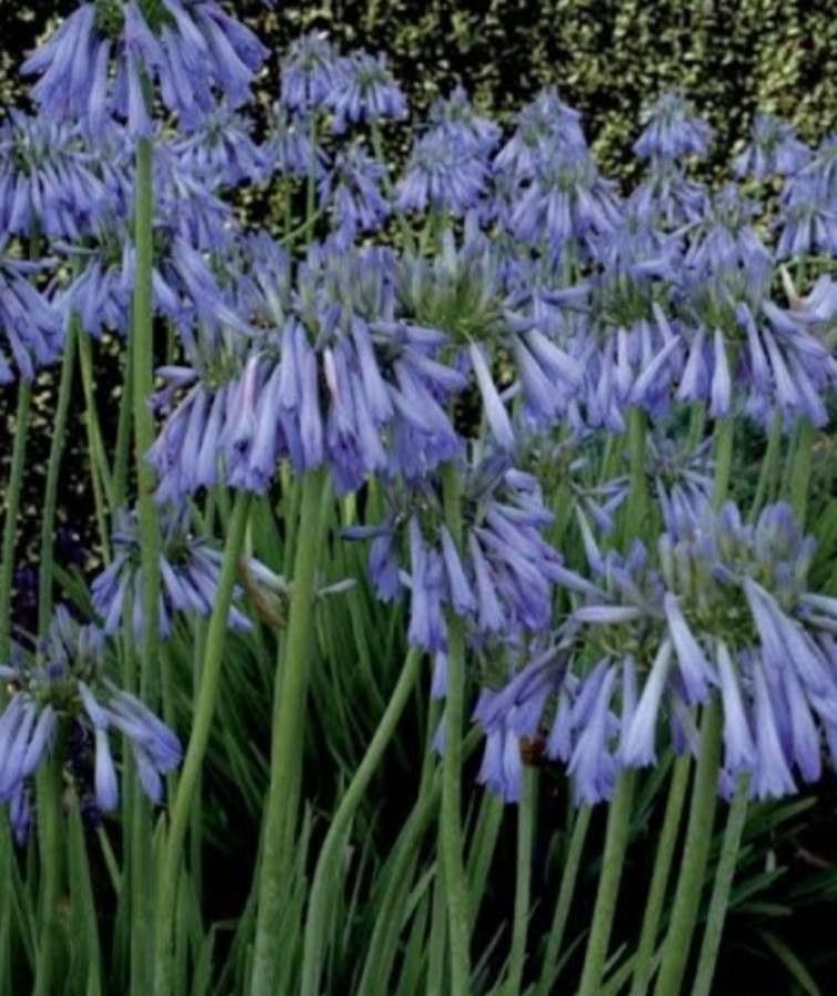Agapanthus inapertus flower