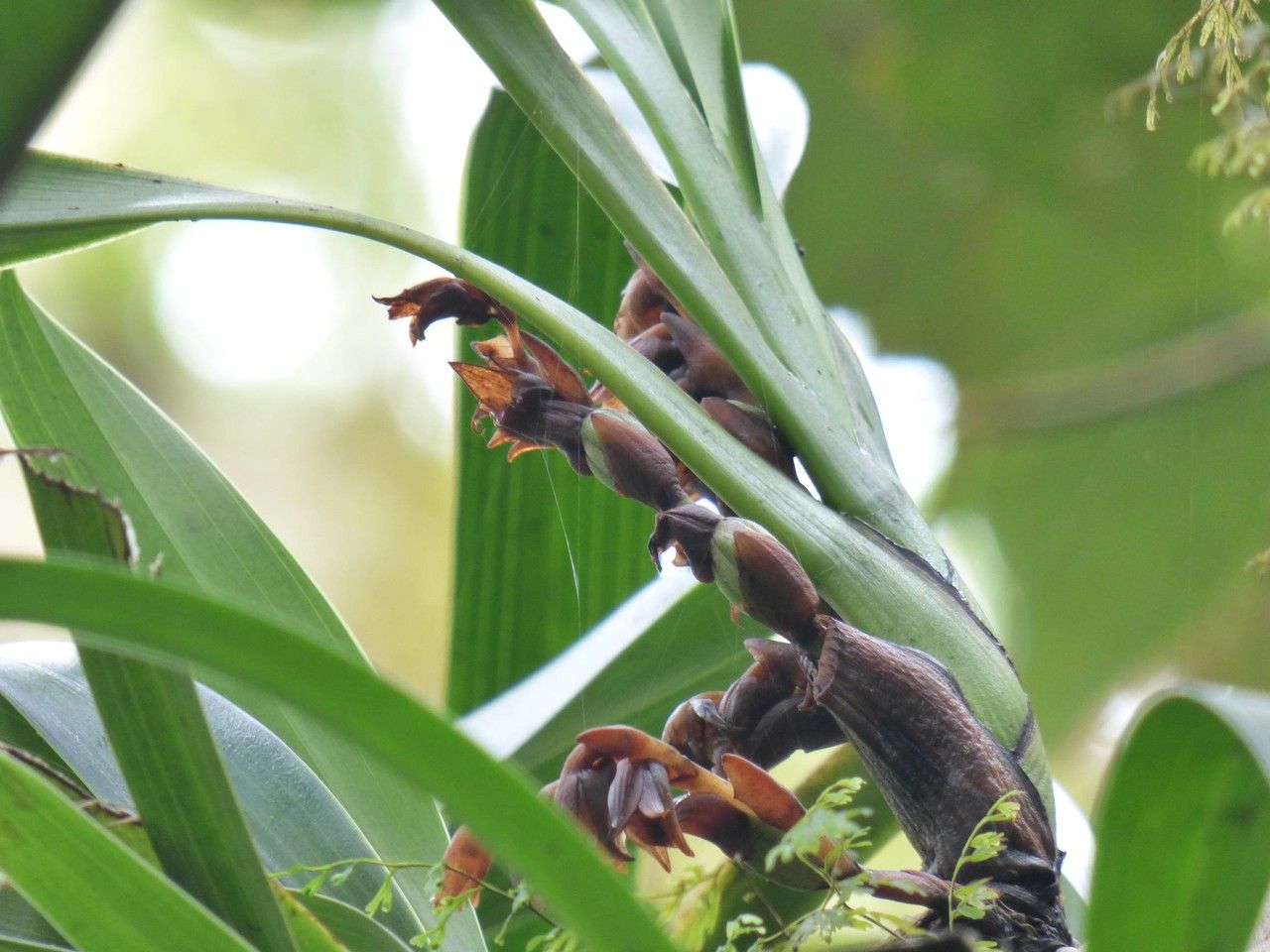 Angraecum bracteosum fruit
