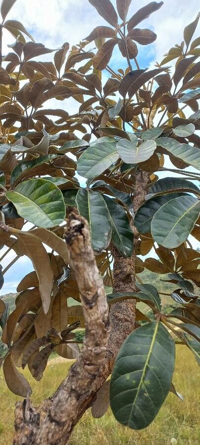 Canarium oleiferum — search result for 'Canarium'