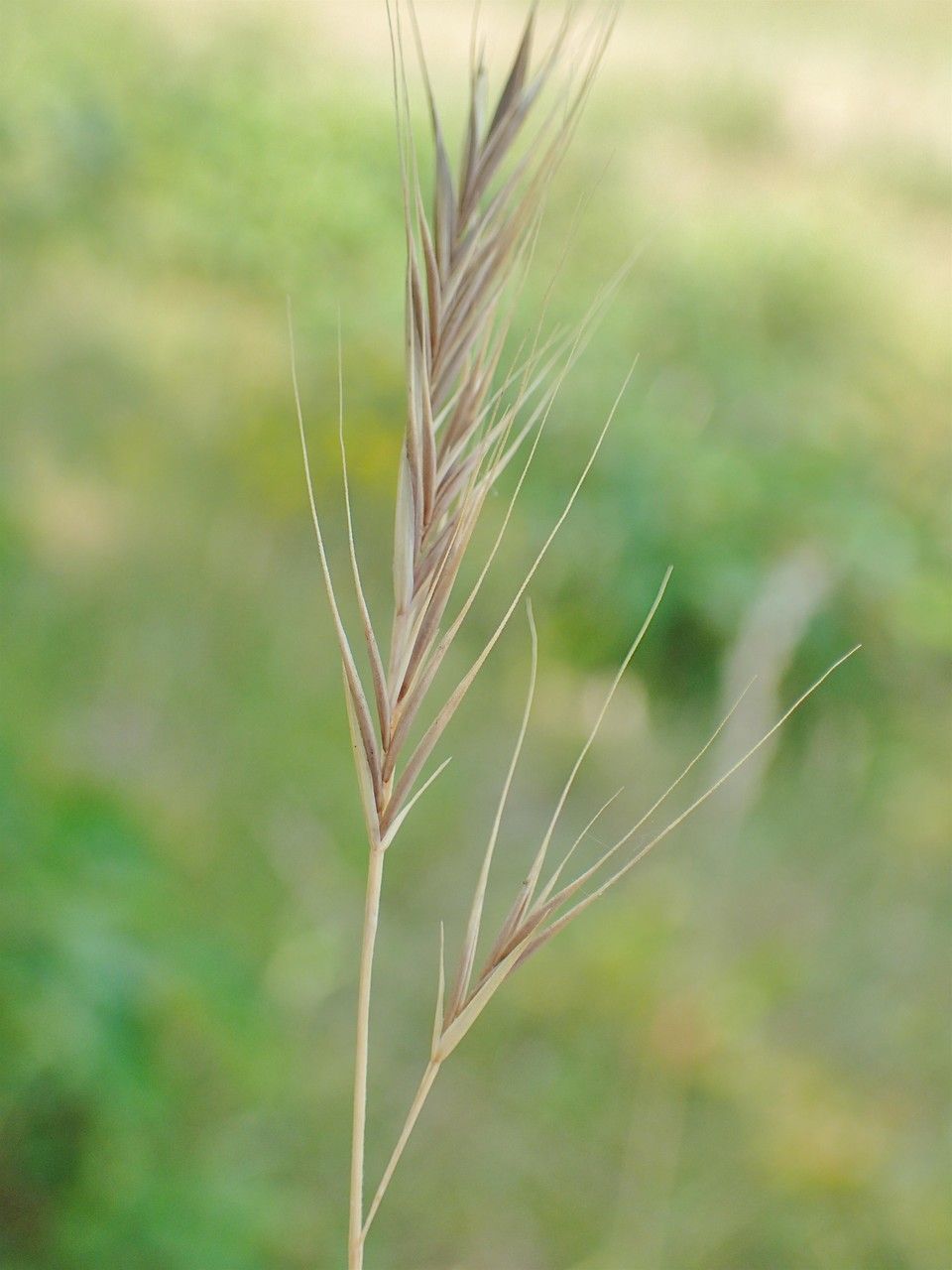 Vulpia bromoides fruit