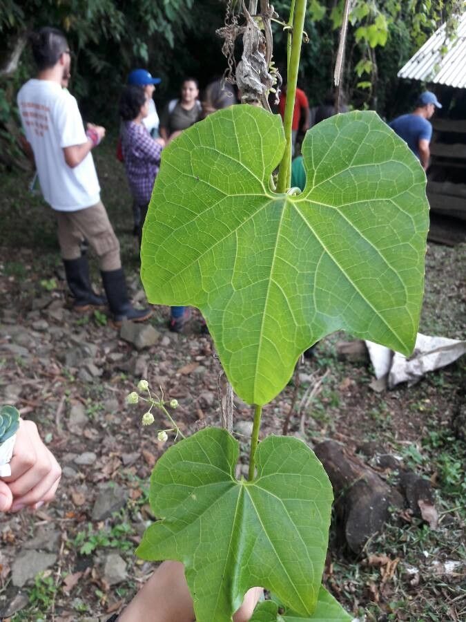 Sechium tacaco — related species from the same genus