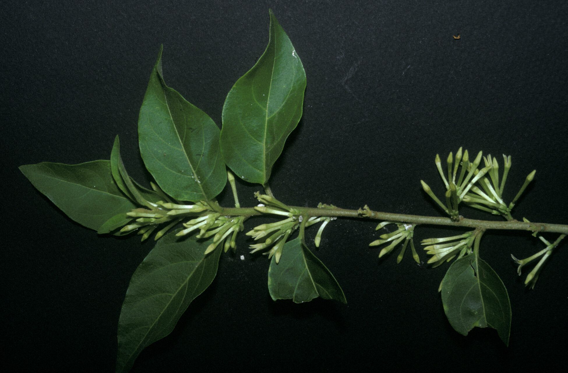 Cestrum latifolium other