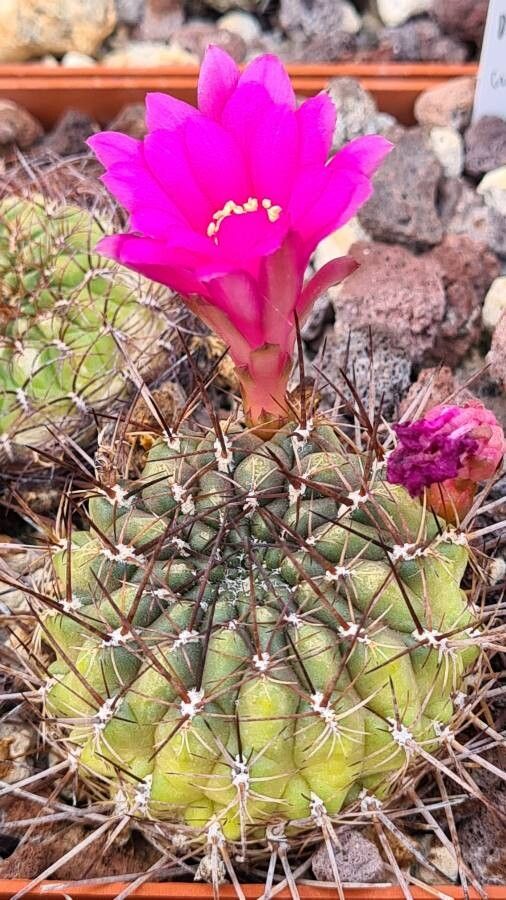 Sulcorebutia frankiana — houseplant care guide