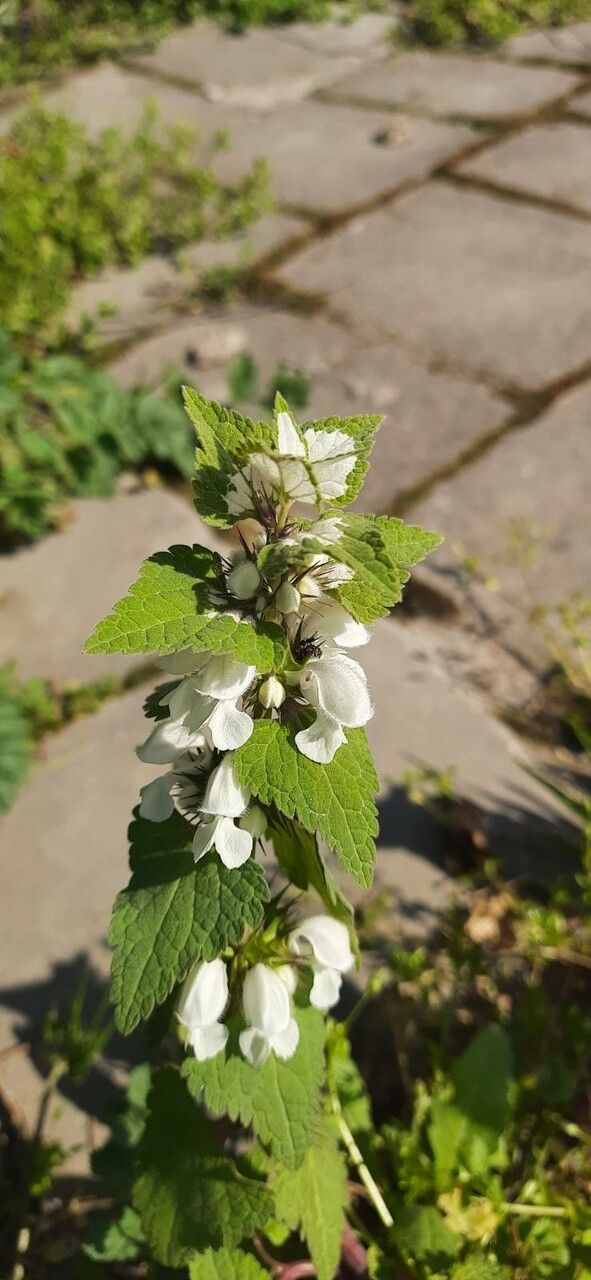Lamium moschatum leaf
