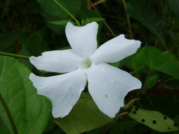 Thunbergia laevis flower