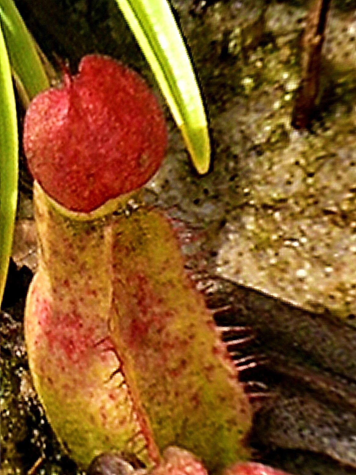 Nepenthes smilesii — search result for 'Nepenthes'