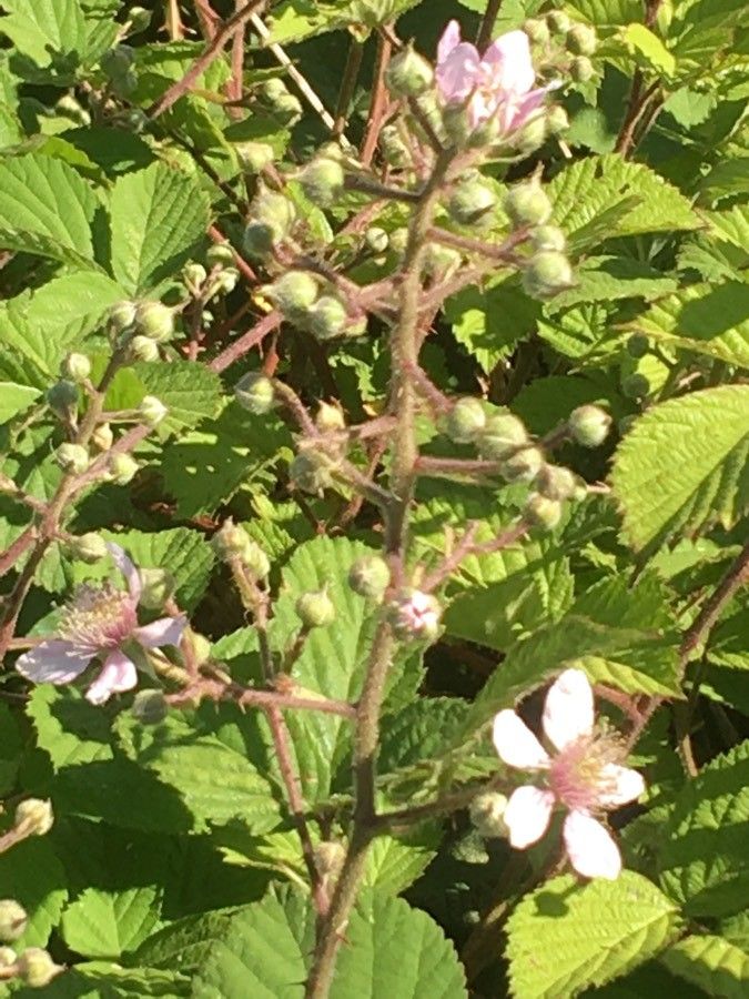 Rubus boraeanus flower