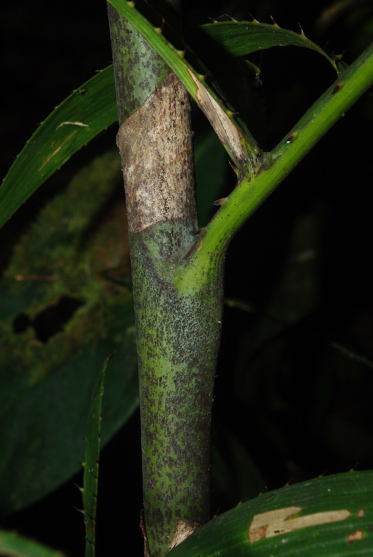 Eremospatha macrocarpa bark