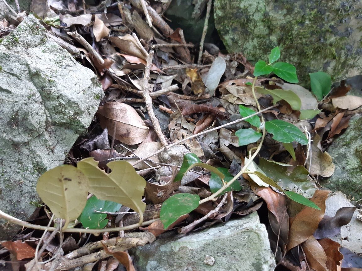 Solanum mentiens — houseplant care guide