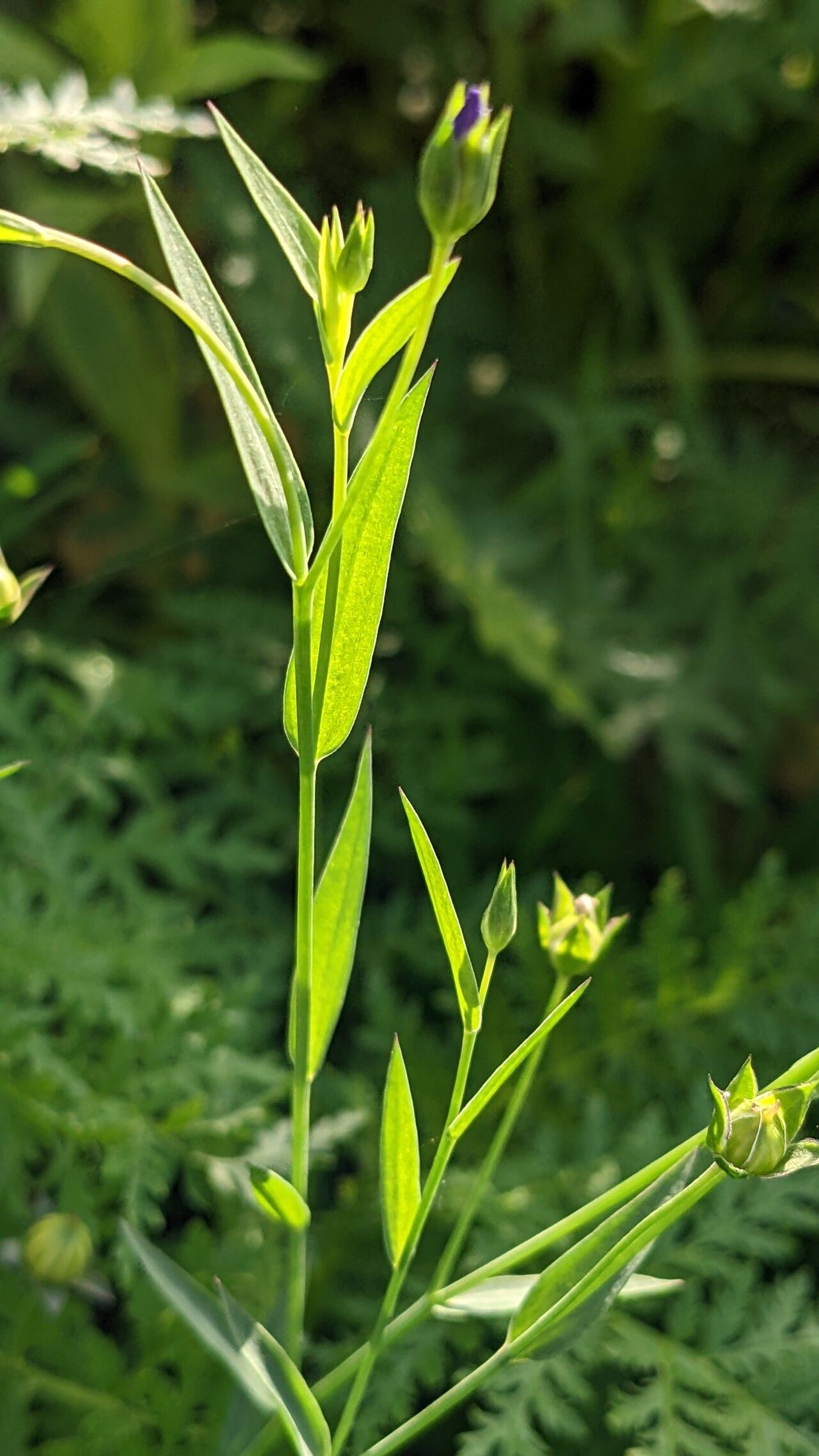 Linum bienne — search result for 'Linum'