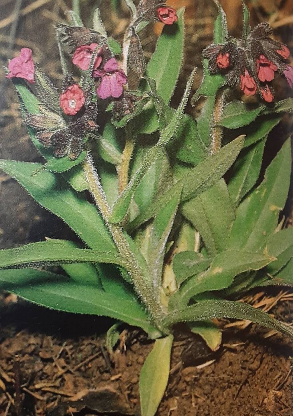 Pulmonaria collina — related species from the same genus