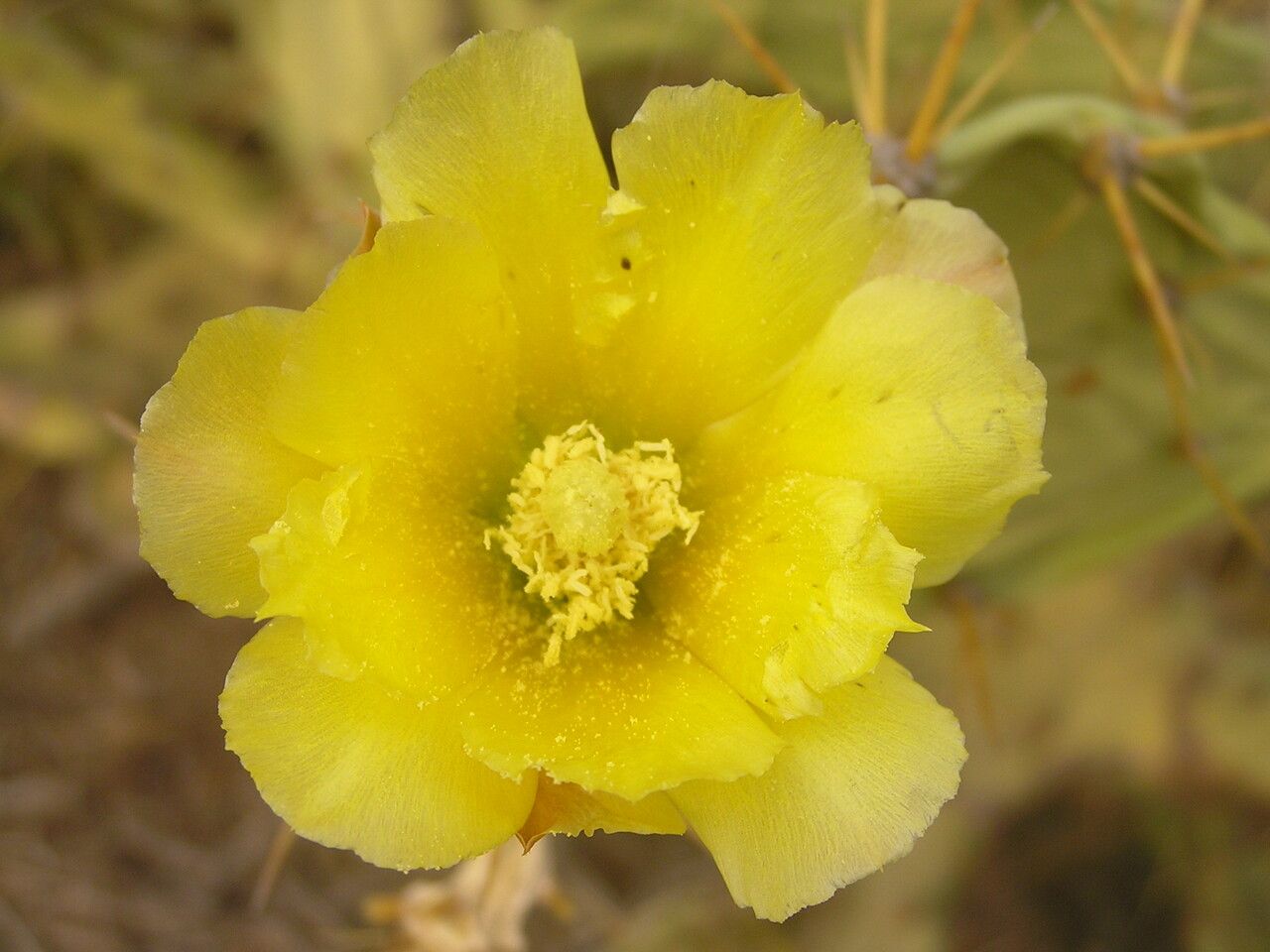 Opuntia stricta flower