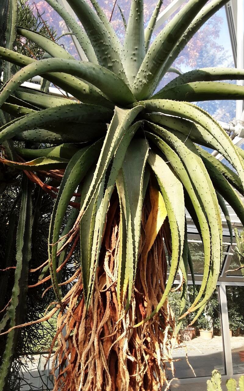 Aloe marlothii — search result for 'Aloe'